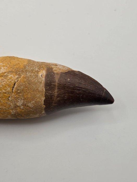 Mosasaurus - Gefossiliseerd dier - 9 cm (Zonder, Verzamelen, Mineralen en Fossielen