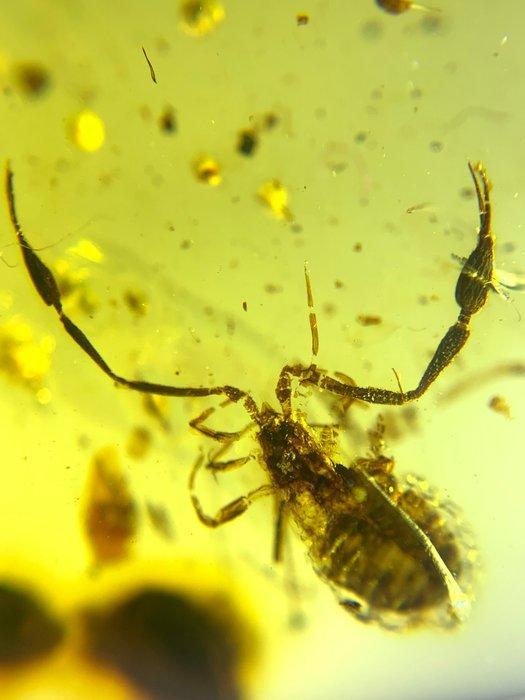 Birmese barnsteen - Barnsteen, Verzamelen, Mineralen en Fossielen