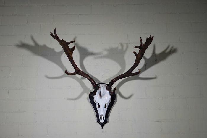 Fallow Buck Trophy Schedel - Dama dama - 50 cm - 75 cm - 75, Collections, Collections Animaux