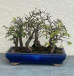 Japanese iep bonsai (Zelkova) - Hoogte (boom): 24 cm -