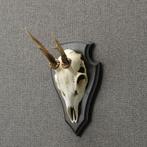Reebok Schedel Taxidermie Opgezette Dieren By Max, Verzamelen, Dierenverzamelingen, Ophalen of Verzenden, Nieuw, Wild dier, Opgezet dier