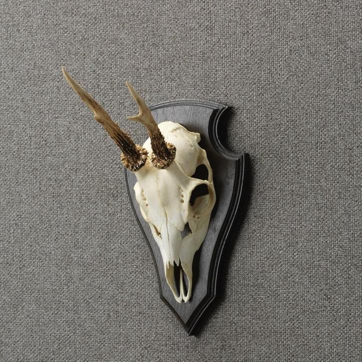 Reebok Schedel Taxidermie Opgezette Dieren By Max, Verzamelen, Dierenverzamelingen, Opgezet dier, Nieuw, Wild dier, Ophalen of Verzenden