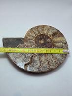 Ammoniet - Gefossiliseerd dier - Aioloceras (Cleoniceras)