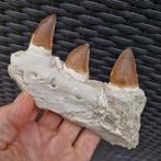 Mâchoire de mosasaure fossile - Mâchoire fossilisée -, Collections