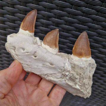 Mâchoire de mosasaure fossile - Mâchoire fossilisée -