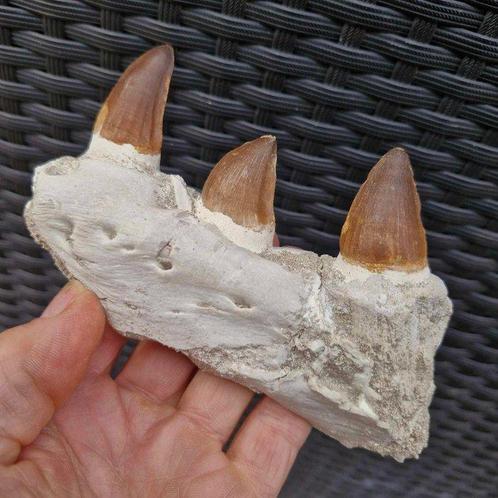 Mâchoire de mosasaure fossile - Mâchoire fossilisée -, Verzamelen, Mineralen en Fossielen