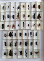 MIX DINSECTES Support de corps entier pour taxidermie - MIX, Collections, Collections Animaux