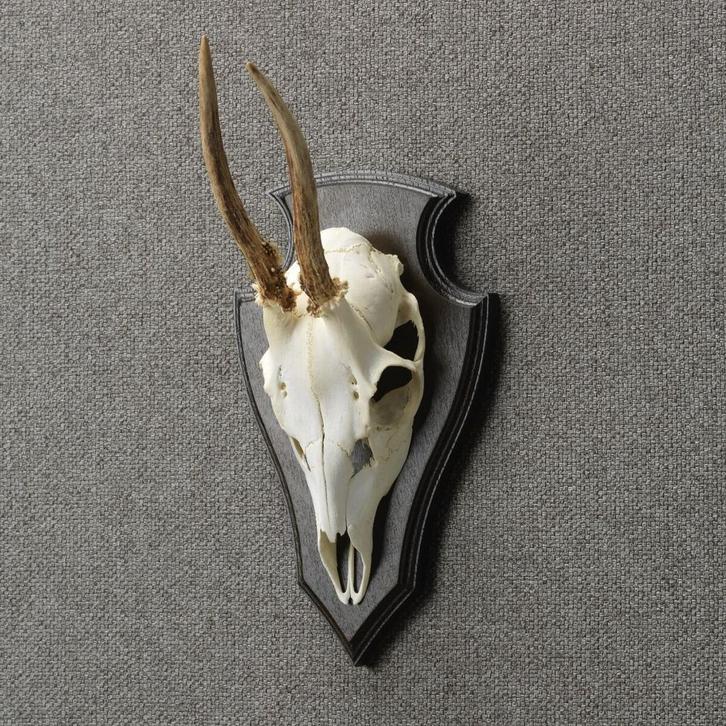 Reebok Schedel Taxidermie Opgezette Dieren By Max, Verzamelen, Dierenverzamelingen, Opgezet dier, Nieuw, Wild dier, Ophalen of Verzenden