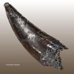 Oorspronkelijke tand van Torvosaurus - Fossiele tand -