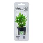 Tropica Staurogyne repens (easy), Verzenden, Nieuw
