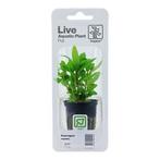 Tropica Staurogyne repens (easy), Animaux & Accessoires, Poissons | Aquariums & Accessoires, Verzenden