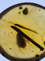 Birmese barnsteen - Barnsteen - blattoide (Zonder, Verzamelen