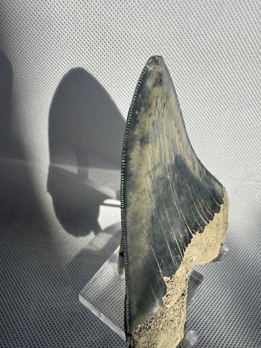 Megalodon - Fossiele tand - Carcharocles megalodon - 10.5 cm, Verzamelen, Mineralen en Fossielen