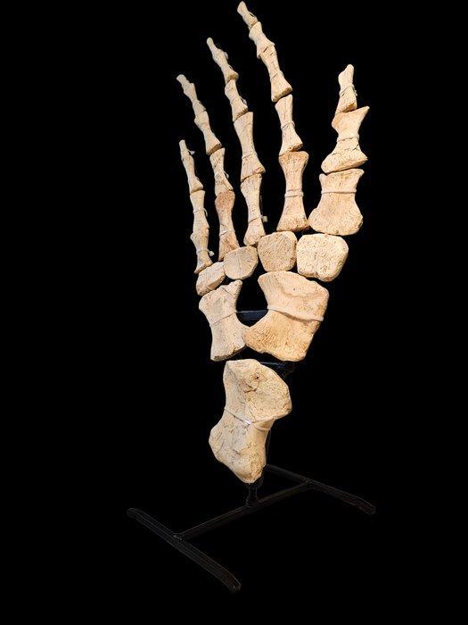 Mosasaurus Skelet - Mosasaurus fossil - 65 cm - 30 cm - 10, Verzamelen, Mineralen en Fossielen