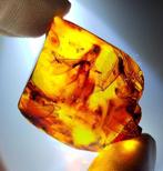 FOSSIL-INCROYABLE !! Ambre dominicain - 60 carats- 12 g