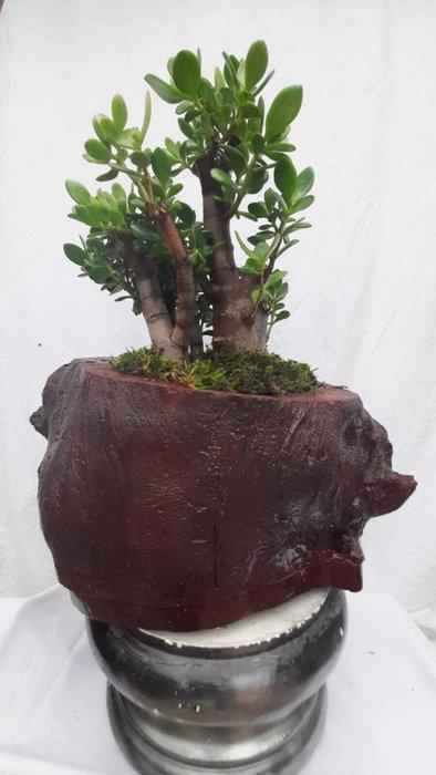 arbre de jade - Hauteur (arbre) : 30 cm - Profondeur (arbre), Antiek en Kunst, Curiosa en Brocante