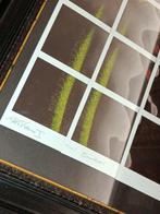 simone Conti - Papavero