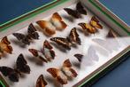Zeldzame Charaxes-vlindercollectie #2 - Entomologie -, Nieuw