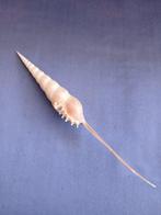 Conque Coquillage marin - Tibia Fusus (Sans Prix de Réserve), Antiek en Kunst