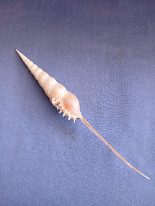 Conque Coquillage marin - Tibia Fusus (Sans Prix de Réserve), Antiek en Kunst, Curiosa en Brocante