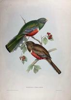 John Gould (1804-1881) - Trogon collaris