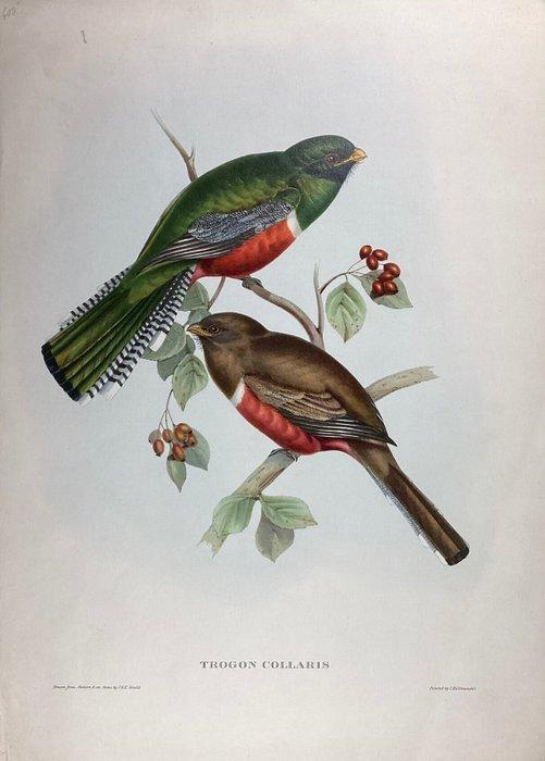 John Gould (1804-1881) - Trogon collaris, Antiek en Kunst, Antiek | Overige Antiek