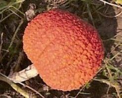 Rote Warze rood Warthy thing pompoen basiseenheid zaden, Hobby en Vrije tijd, Knutselen, Nieuw