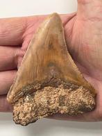 Dent de mégalodon de 9,1 cm - Dent fossile - Carcharocles, Collections