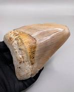 Megalodon - Fossiele tand - 11 cm - 8.8 cm