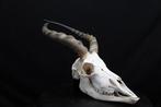 Grande Impala Africaine Crâne - Aepyceros melampus - 0 cm -