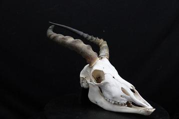 Grande Impala Africaine Crâne - Aepyceros melampus - 0 cm -