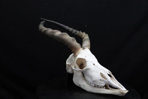 Grande Impala Africaine Crâne - Aepyceros melampus - 0 cm -, Verzamelen, Dierenverzamelingen