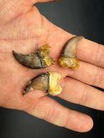 Zwarte beer Klauw - Ursus americanus - with proof of legal, Verzamelen, Dierenverzamelingen, Nieuw