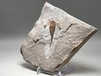 Zeekreeft - Fossiel rugschild - Eurypterus (Baltoeurypterus), Verzamelen