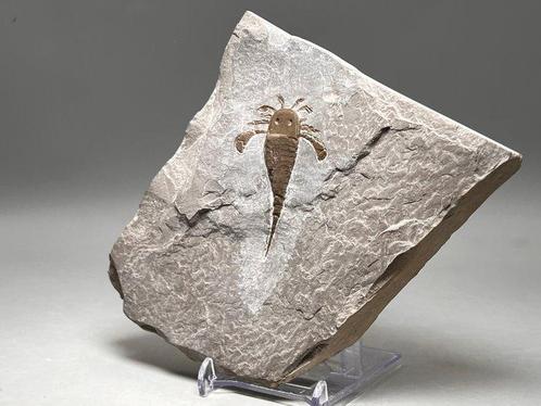 Zeekreeft - Fossiel rugschild - Eurypterus (Baltoeurypterus), Verzamelen, Mineralen en Fossielen