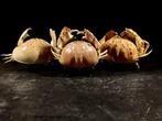 familie van het geslacht calappa groep 3 verschillende, Verzamelen, Nieuw
