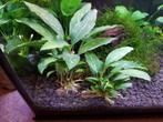 Tropica Piptospatha ridleyi - In Vitro Limited Edition, Nieuw, Verzenden