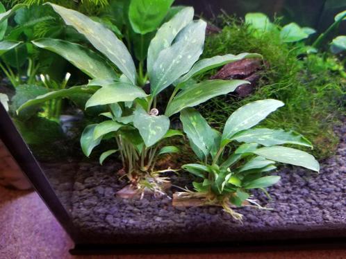 Tropica Piptospatha ridleyi - In Vitro Limited Edition, Animaux & Accessoires, Poissons | Aquariums & Accessoires, Envoi