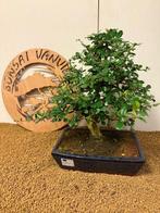 Fukien theeboom bonsai (Carmona retusa) - Hoogte (boom): 37