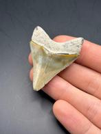 Megalodon - Fossiele tand - Carcharias Megalodon - 5.3 cm -, Verzamelen