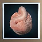 Ralph Hargarten - Flamingo