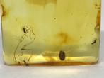 4 Insecten Baltisch Amber Hanger Zilver 925 - Barnsteen, Verzamelen