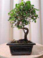 Bonsaï Orme de Chine (Ulmus parviflora) - Hauteur (arbre) :