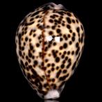 Cypraea Tigris Pardalis – Speciale kleur - 90mm. Zeeschelp -, Nieuw