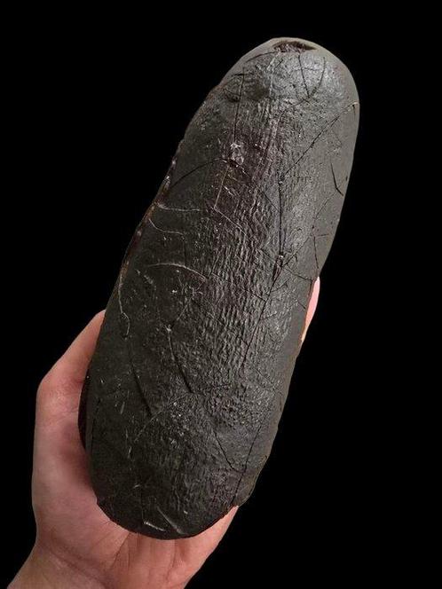 Oviraptor - Gefossiliseerd ei - 19 cm - 7 cm, Verzamelen, Mineralen en Fossielen