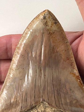 Megalodonteen 12,2 cm - Fossiele tand - Carcharocles