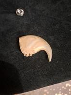 Afrikaanse leeuwenklauw Bot - Panthera leo - 26 mm - 45 mm -, Nieuw
