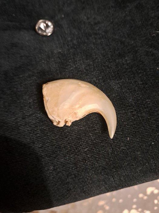 Afrikaanse leeuwenklauw Bot - Panthera leo - 26 mm - 45 mm -, Verzamelen, Dierenverzamelingen