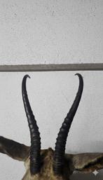 Springbok Support mural pour taxidermie - Springbok –