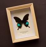 Vlinder Taxidermie volledige montage - Papilio karna karna -